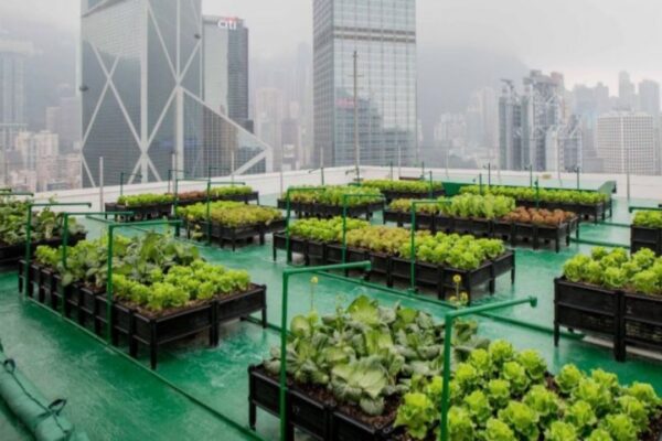 Aktivis Kampanyekan Urban Farming Sebagai Solusi Pangan Kota